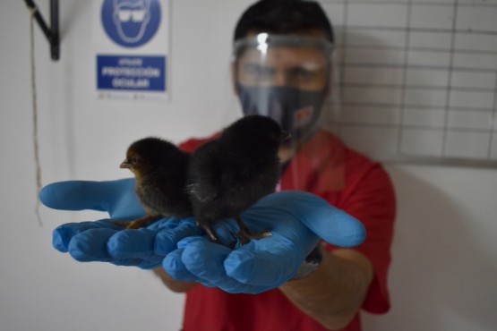 El objetivo es el auto-abastecimiento de huevos y una vez terminado el ciclo productivo de las aves poder consumirlas.