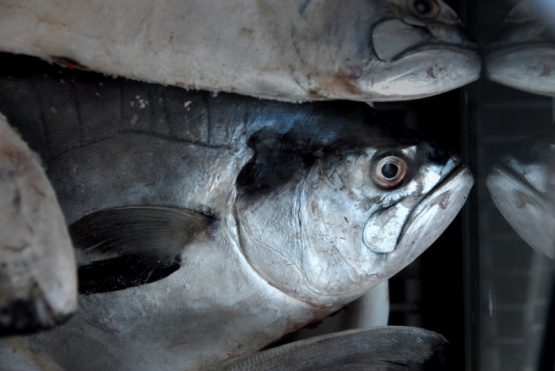 Gobierno acordó un precio de referencia con pescaderías locales para la venta de merluza
