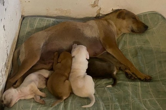 Luna junto a sus perritos siendo cuidada por amigos de su dueña.