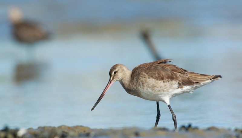 La Becasa de mar es posible observarla en el Estuario del río Gallegos durante el mes de marzo, cuando inicia su regreso al Ártico.