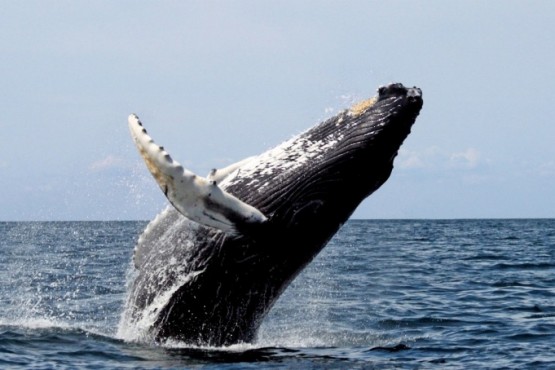 Cada año aumenta el número de ballenas de diferentes especies censadas en el sur del Golfo San Jorge.