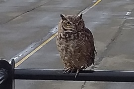 Como cada año, un búho deambula por la ciudad de Río Gallegos