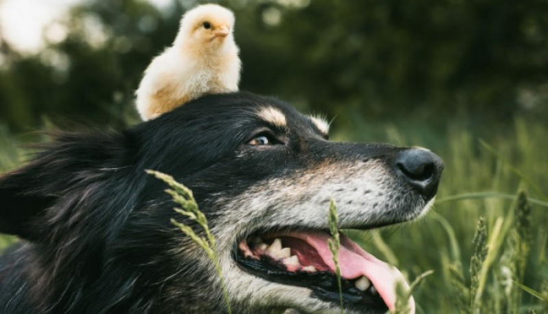 Pájaro o perro: lo que veas revelará tus secretos más íntimos