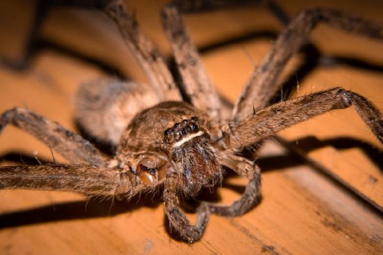 Una araña “monstruo” dio a luz a 200 crías con ayuda de una mujer