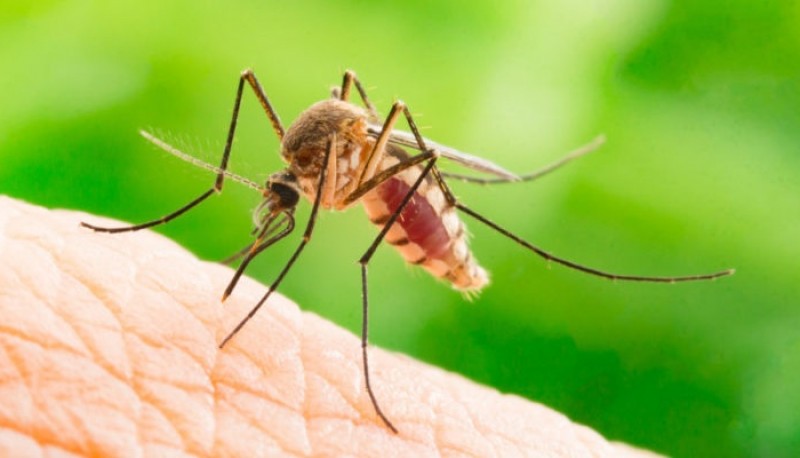 Por qué zumban los mosquitos y cómo detectan a sus presas