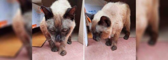 Bisabuela Wad, la gata que tiene 160 años en edad de humano