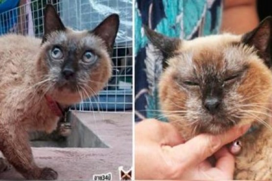 Bisabuela Wad, la gata que tiene 160 años en edad de humano