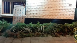 Electrificó un cerco para cuidar sus plantas de marihuana y murió