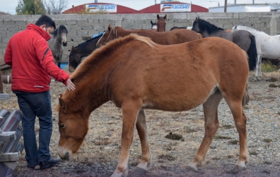 Municipio secuestró caballos que deambulaban en la calle