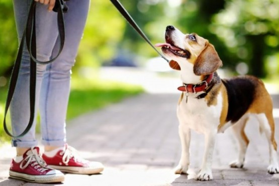 Caminaba con su perro y halló el esqueleto del monstruo del lago Ness