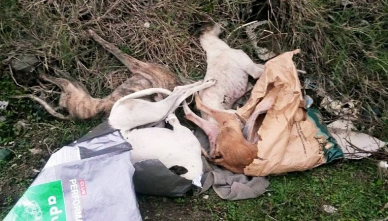 Galgos descartados por perder competencias o presentar lesiones (Infobae)