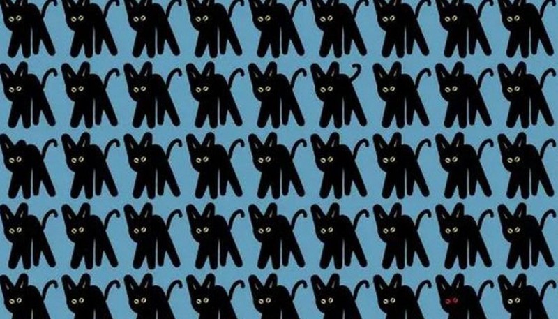 Evita la ‘mala suerte’: ¿cuáles son los gatos negros diferentes del reto viral?