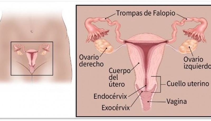 Los ovarios son glándulas reproductoras encontradas sólo en las mujeres que producen los óvulos para la reproducción. 