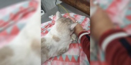 Atropelló a un gato, llamó a la dueña y lo llevó a la veterinaria: “Le salvó la vida”