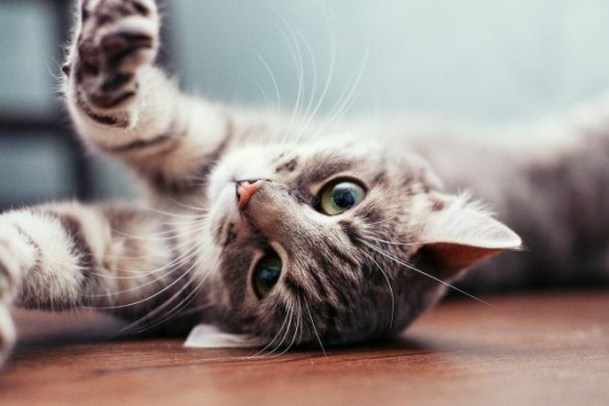 5 cosas que los gatos odian de los humanos