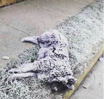 Perrito que falleció por el frío en una noche de -6° en Osorno, Chile (Asociación de Protección Animal Darwin)