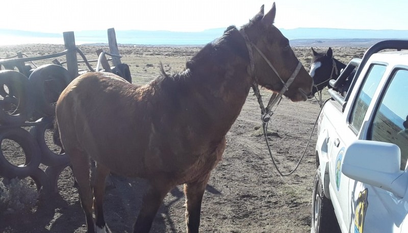 Los caballos fueron secuestrado por el personal del DOR.