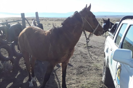 Los caballos fueron secuestrado por el personal del DOR.