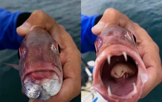 Un piojo le comió la lengua a un pez y se instaló en su boca