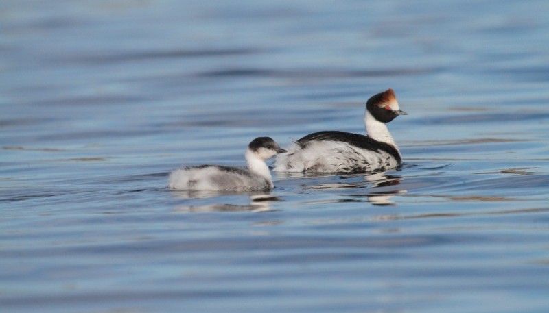 El Macá tobiano es una especie endémica de la Provincia de Santa Cruz que se encuentra en peligro crítico de extinción.