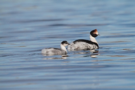 El Macá tobiano es una especie endémica de la Provincia de Santa Cruz que se encuentra en peligro crítico de extinción.