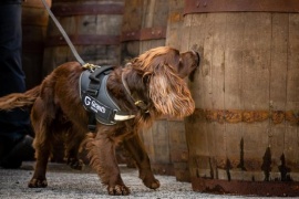 Control de calidad: destilería de whisky contrató a un perro