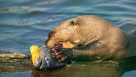 Redescubren en El Impenetrable chaqueño una especie que se creía extinta