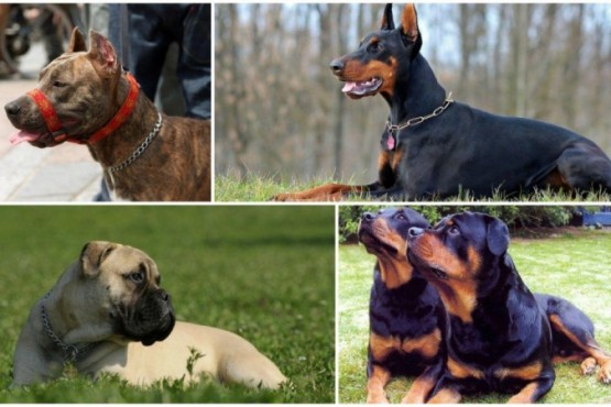 Dueños de razas de perros consideradas peligrosas deberán registrarlos