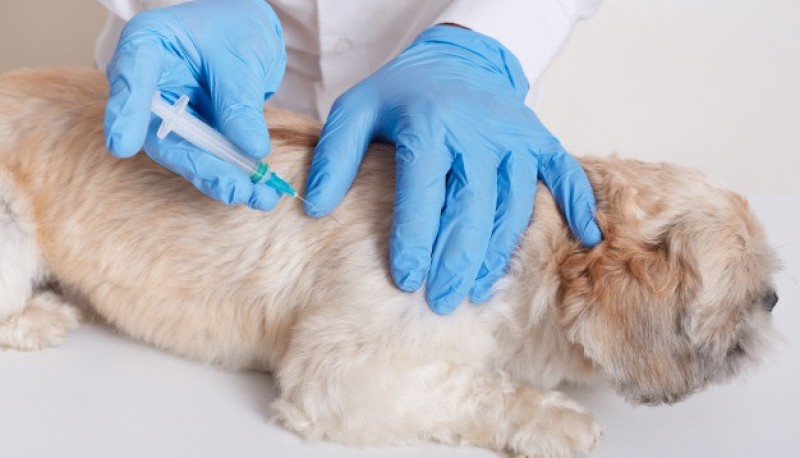 La Municipalidad de Río Gallegos aplica gratuitamente la vacuna antirrábica para mascotas. Solicitar turno al 15457366.