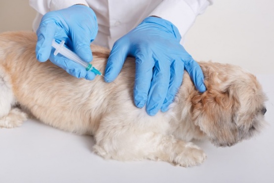 La Municipalidad de Río Gallegos aplica gratuitamente la vacuna antirrábica para mascotas. Solicitar turno al 15457366.