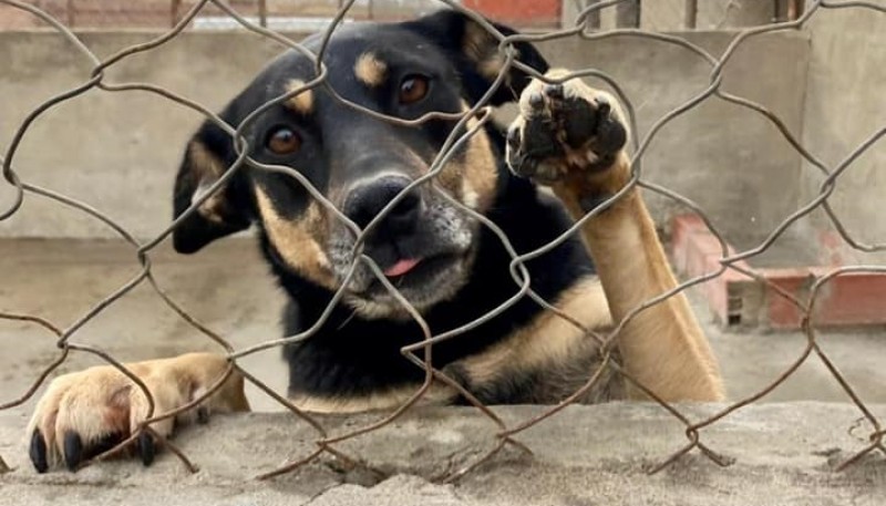 El objetivo es lograr dar en adopción a todos los perritos del refugio (Facebook/Tama El Calafate)