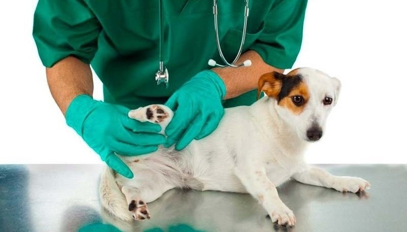 La Organización Mundial de la Salud y la World Animal Protection establecen que la forma de frenar la sobrepoblación es esterilizando.