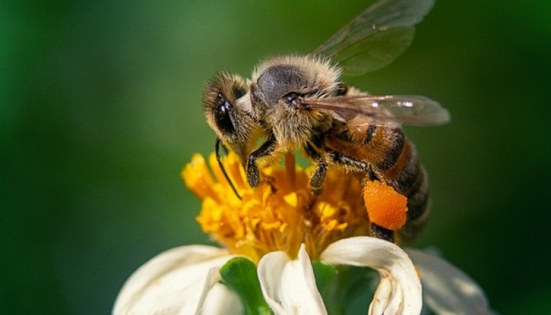 El insecto poliniza cerca del 70% de todas las plantas, de las cuales, la tercera parte sirve de alimento al humano.