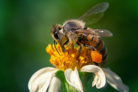 El insecto poliniza cerca del 70% de todas las plantas, de las cuales, la tercera parte sirve de alimento al humano.