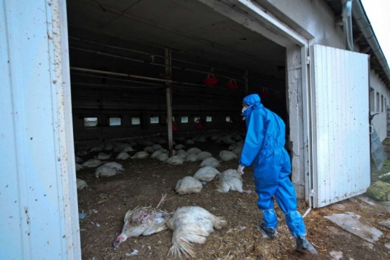Alerta en China por el primer caso mundial de gripe aviar H10N3 en seres humanos