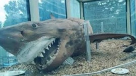 Encontraron abandonado un imponente tiburón blanco de 5 metros