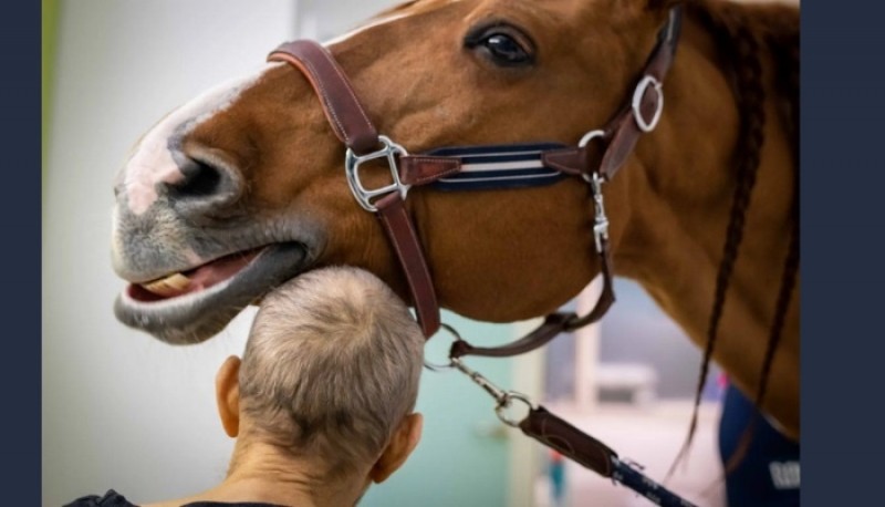 Descubrió que su caballo detecta a los enfermos de cáncer y ahora lo llaman “Doctor Peyo”