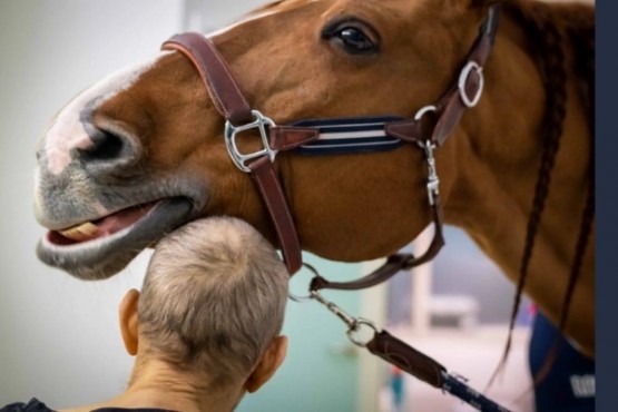 Descubrió que su caballo detecta a los enfermos de cáncer y ahora lo llaman “Doctor Peyo”