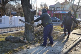 Continúan las tareas de poda de altura y poda baja en el centro de la ciudad de Río Gallegos