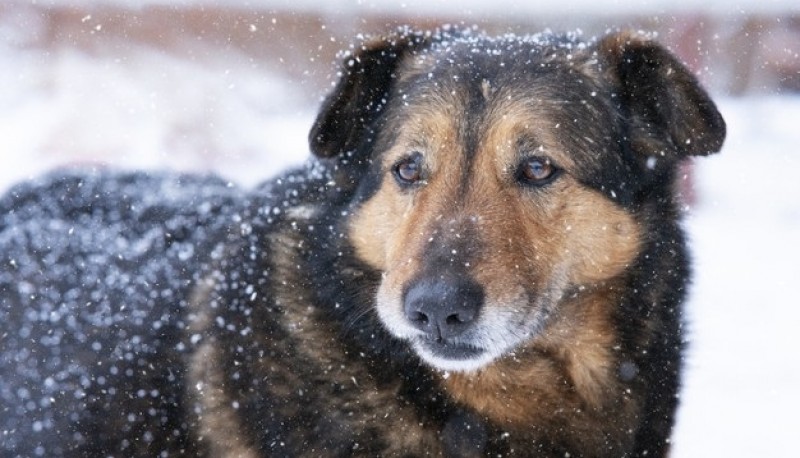 A partir de los -6°C los perros están en riesgo de presentar hipotermia y congelación.