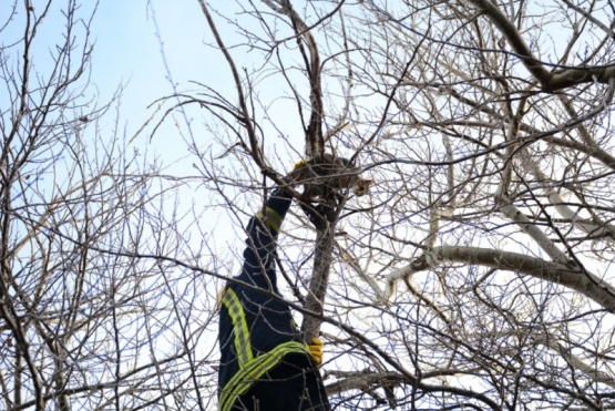 Con facturas agradecieron a los bomberos que rescataron a un gatito 