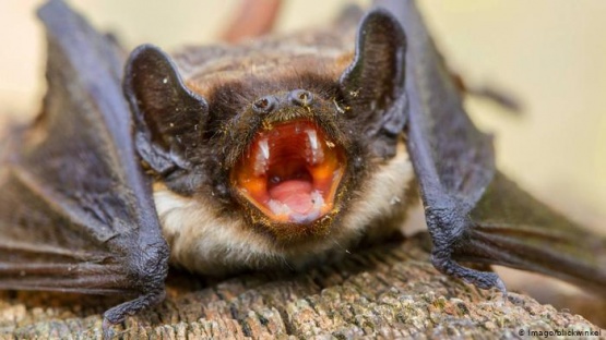 Peligro en China: hallaron 24 tipos desconocidos de coronavirus en murciélagos