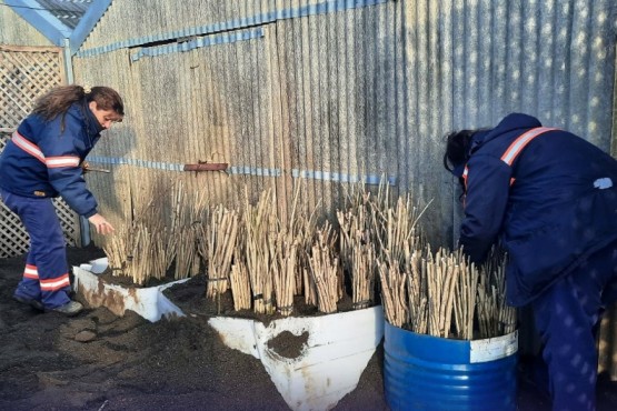 Preparan estacas de árboles para repartir a vecinos de Río Gallegos