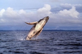 Una ballena se tragó a un hombre y luego lo escupió vivo