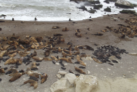 13 Años conservando la biodiversidad de la costa y la estepa santacruceña