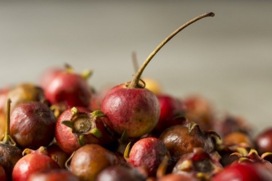 Tres frutos silvestres que aportan propiedades para combatir enfermedades.