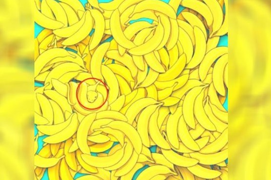 Ubica la serpiente entre las bananas 
