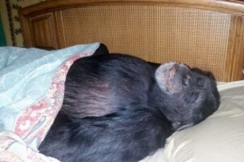 Tenían un chimpancé de mascota, mutiló a la hija de su dueña y lo mataron de un tiro en la cabeza