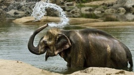 Elefante mató a 16 personas en dos meses después de ser rechazado por su rebaño