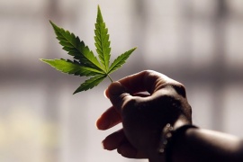 La Suprema Corte despenalizó el uso lúdico y recreativo de la marihuana